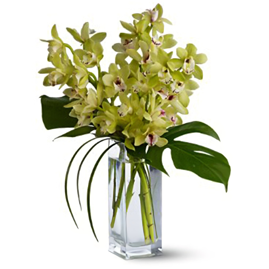 Florerias en Longueuil | Flores a Longueuil Orquidea Cymbidium